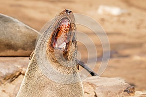 A brown fur seal Arctocephalus pusillus yawning, Cape Cross, Namibia.