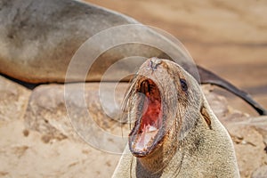 A brown fur seal Arctocephalus pusillus yawning, Cape Cross, Namibia.