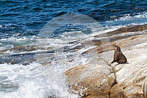 Brown fur seal