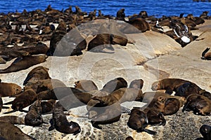 Brown fur seal