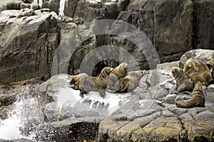 Brown fur seal haul out