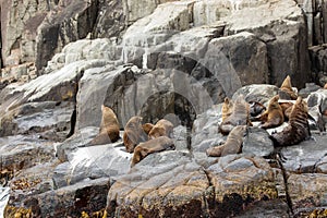 Brown fur seal haul out