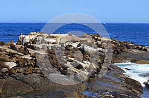 Brown fur seal