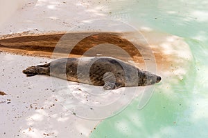 Brown fur seal sleeping at the zoo