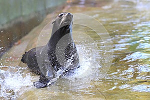 Brown fur seal