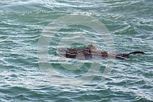 Brown fur seal swimming