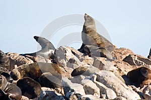 Brown fur seals