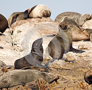 Brown fur seals