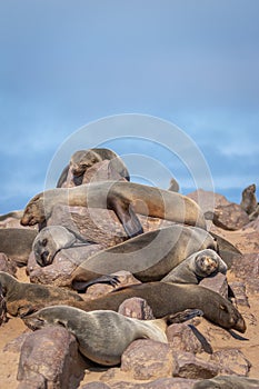 Brown fur seals Arctocephalus pusillus sleeping, Cape Cross, Namibia.