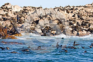 Brown fur seals (Dyer Island)