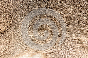 Brown fur texture background