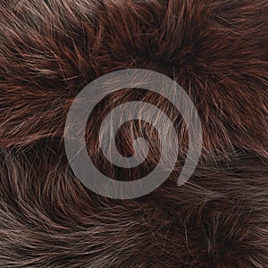 Brown fur texture