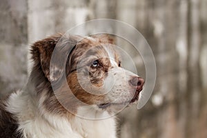 Brown-furred Australian Shepherd standing in the street, its snout open in alertness