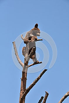 Brown Furred Black Bear Cub On Top of a Tree