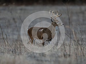 A brown-furred Columbian white-tailed deer standing in a field in winter