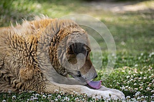 A brown furred dog licking his leg on grass