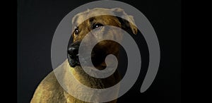 Brown-furred domestic dog, with a sparkle in his eyes, illuminated by light in the dark room