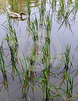 A brown-furred duck swims in the water among the rice fields in the rice fields