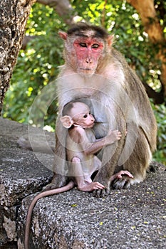 Brown-furred monkey sitting atop a rocky wall, cradling a baby in its arms