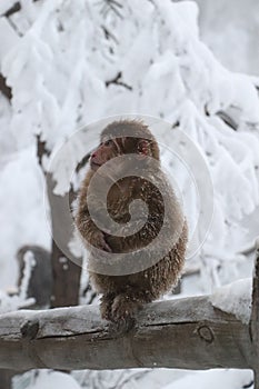 Brown-furred primate standing on the wooden fence surrounded by a snowy forest in winter