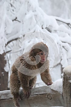 Brown-furred primate standing on the wooden fence surrounded by a snowy forest in winter