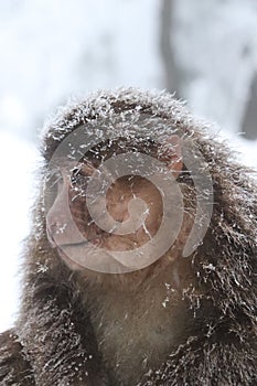Brown-furred primate surrounded by a snowy forest in winter