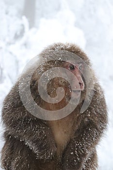 Brown-furred primate surrounded by a snowy forest in winter