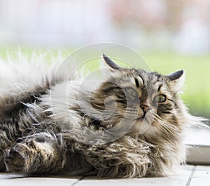 Brown furry cat of siberian breed in the garden