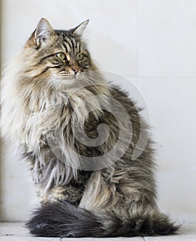 Brown furry cat of siberian breed in the garden