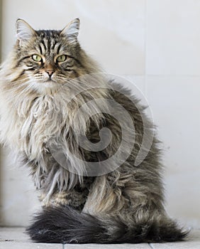 Brown furry cat of siberian breed in the garden