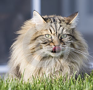 Brown furry cat of siberian breed in the garden