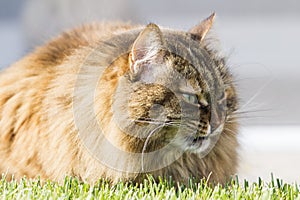 brown furry cat of siberian breed in the garden on the grass green