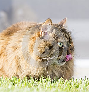 brown furry cat of siberian breed in the garden on the grass green