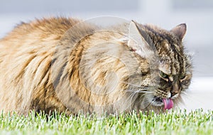 brown furry cat of siberian breed in the garden on the grass green