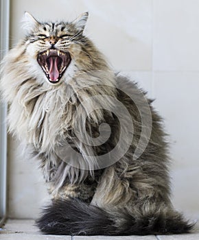 Brown furry cat of siberian breed in the garden, yawning