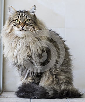 Brown furry cat of siberian breed in the garden, yawning