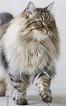 Brown furry cat of siberian breed in the garden, yawning