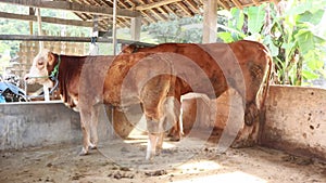 Brown furry cow in a pen