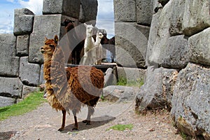 Brown furry domesticated alpacas among incas ruins in Peru