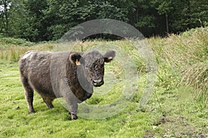 A brown, furry , gentle and docile cow of the Scottish native Galloway cattle breed kept formaintaing nature reserves