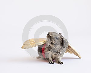 A brown furry rodent looks up over his shoulder,  looking up,  isolated on a white background wearing gold wings