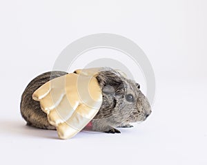 Brown furry rodent sits sideways on a white background wearing gold puffy wings