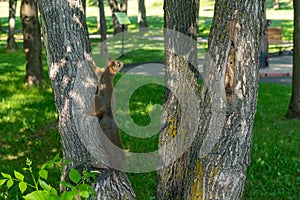 Brown furry squirrel eats and looks wary straight