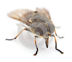 Brown gadfly isolated