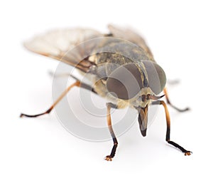 Brown gadfly isolated