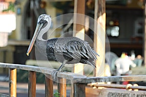 Brown Galapagos Pelican