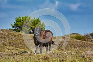 Brown Galloway cattle standing in national park De Muy in the Netherlands on island Texel photo