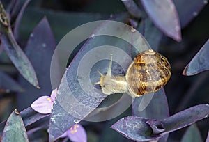 A Brown Garden Snail (Cornu aspersum) on a leaf