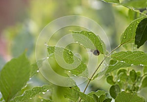 A Brown Garden snail (Cornu aspersum) on a leaf