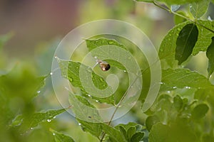 A Brown Garden snail (Cornu aspersum) on a leaf